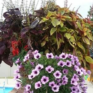 Meet your Posher, Nancy